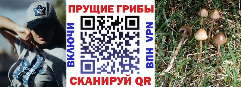 Псилоцибиновые грибы GOLDEN TEACHER  Купить закладки  Макаров 